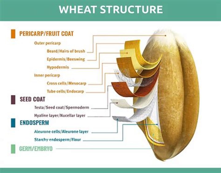 What part of wheat is used