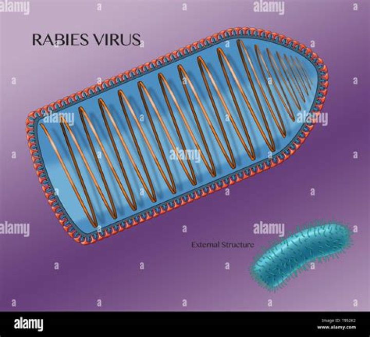 What pathogen causes rabies