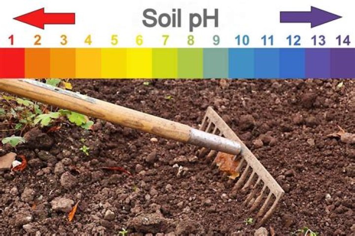 What pH should your soil be