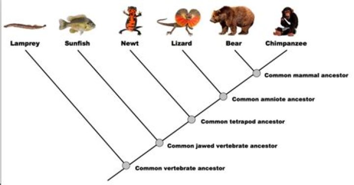 What phylum does Dendrogramma most closely resemble