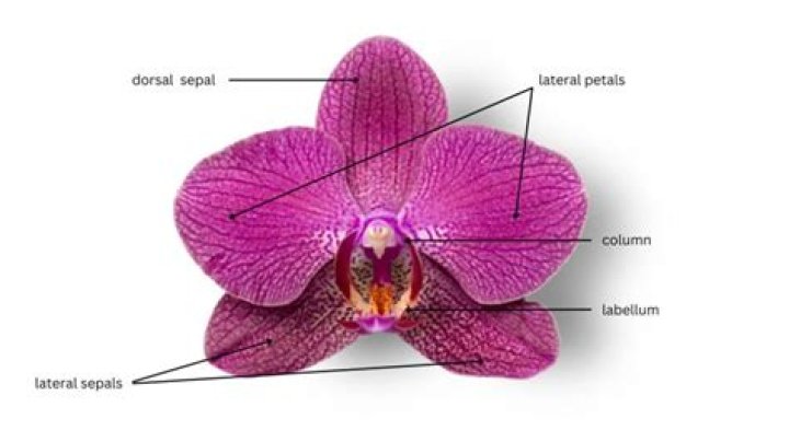 What phylum is an orchid in