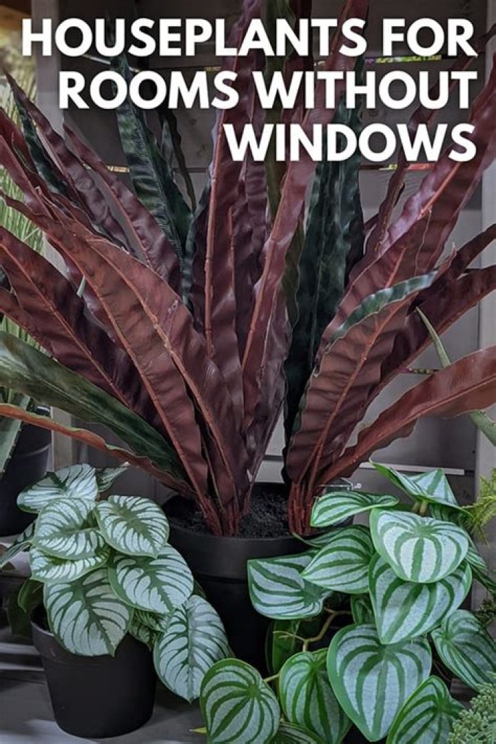 What plant can grow in a room without windows