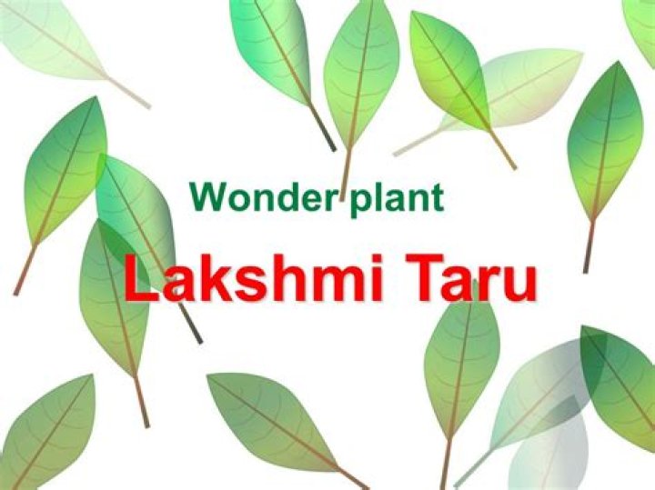 What plant is Lakshmi Taru