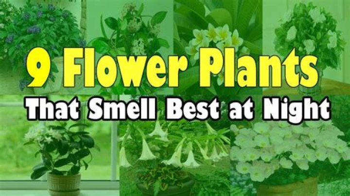 What plant smells at night