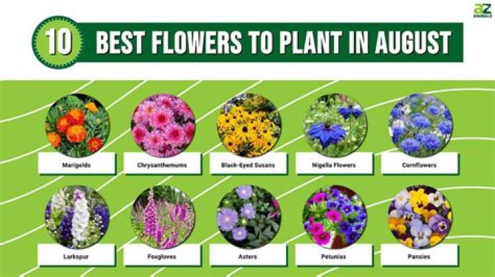 What plants are best to plant in August