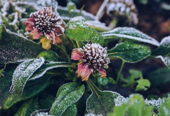 What plants can handle frost