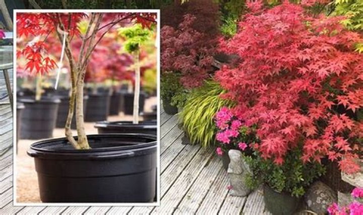What plants go well with Acers