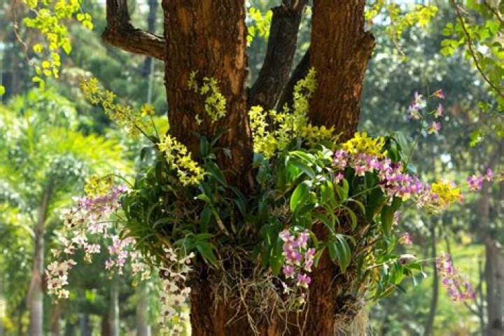 What plants go with orchids