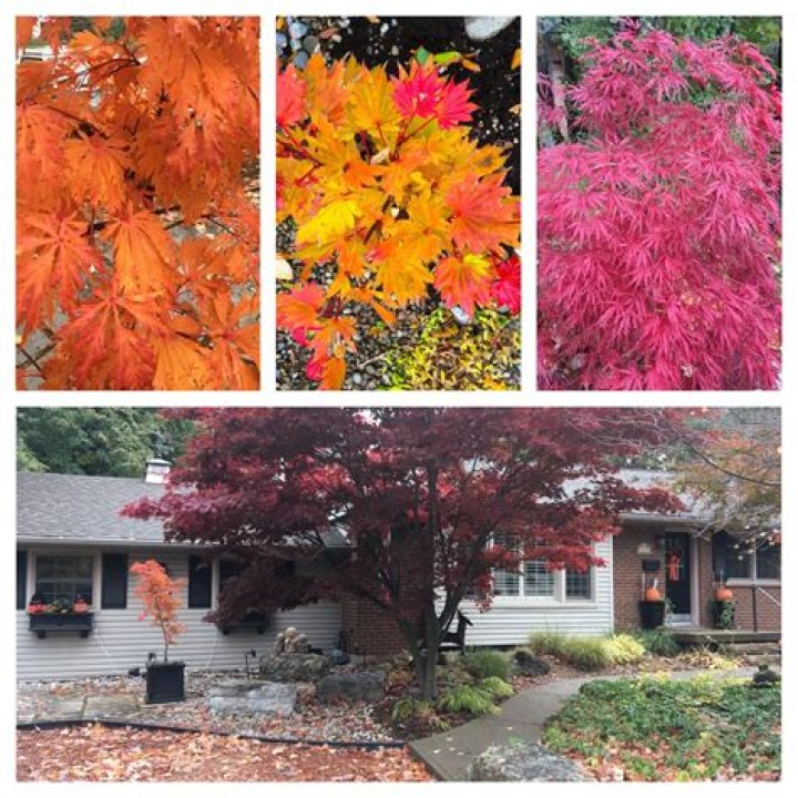 What plants grow well with Japanese maples