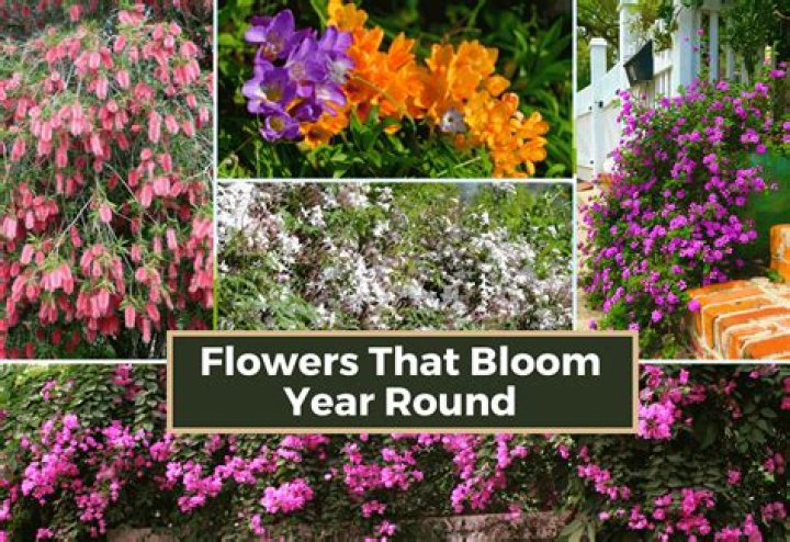 What plants grow year round