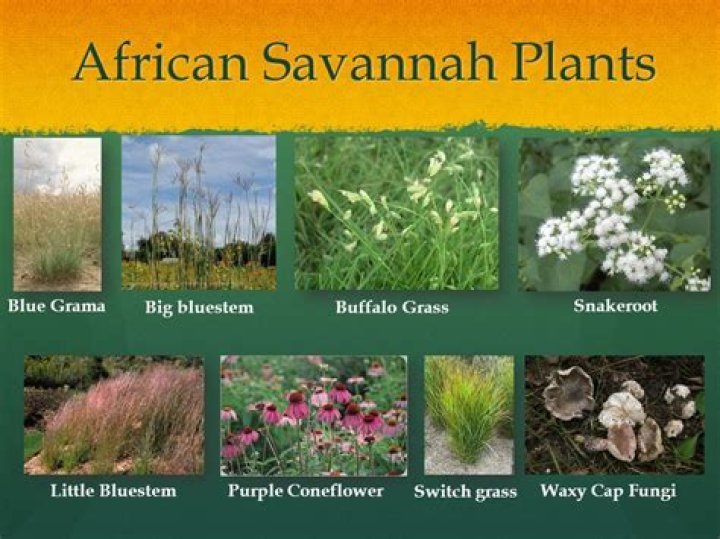 What plants live in the Savannah