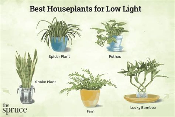 What plants make good gifts