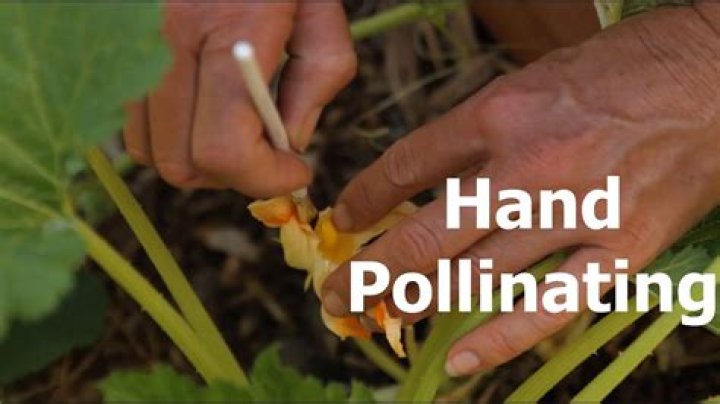 What plants pollinate hands