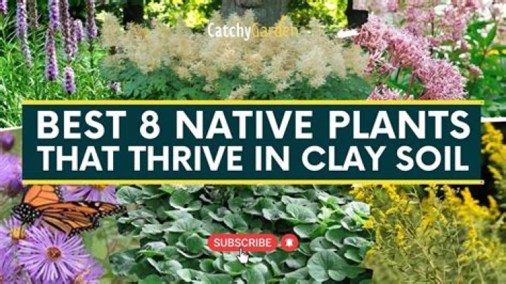 What plants thrive in fall