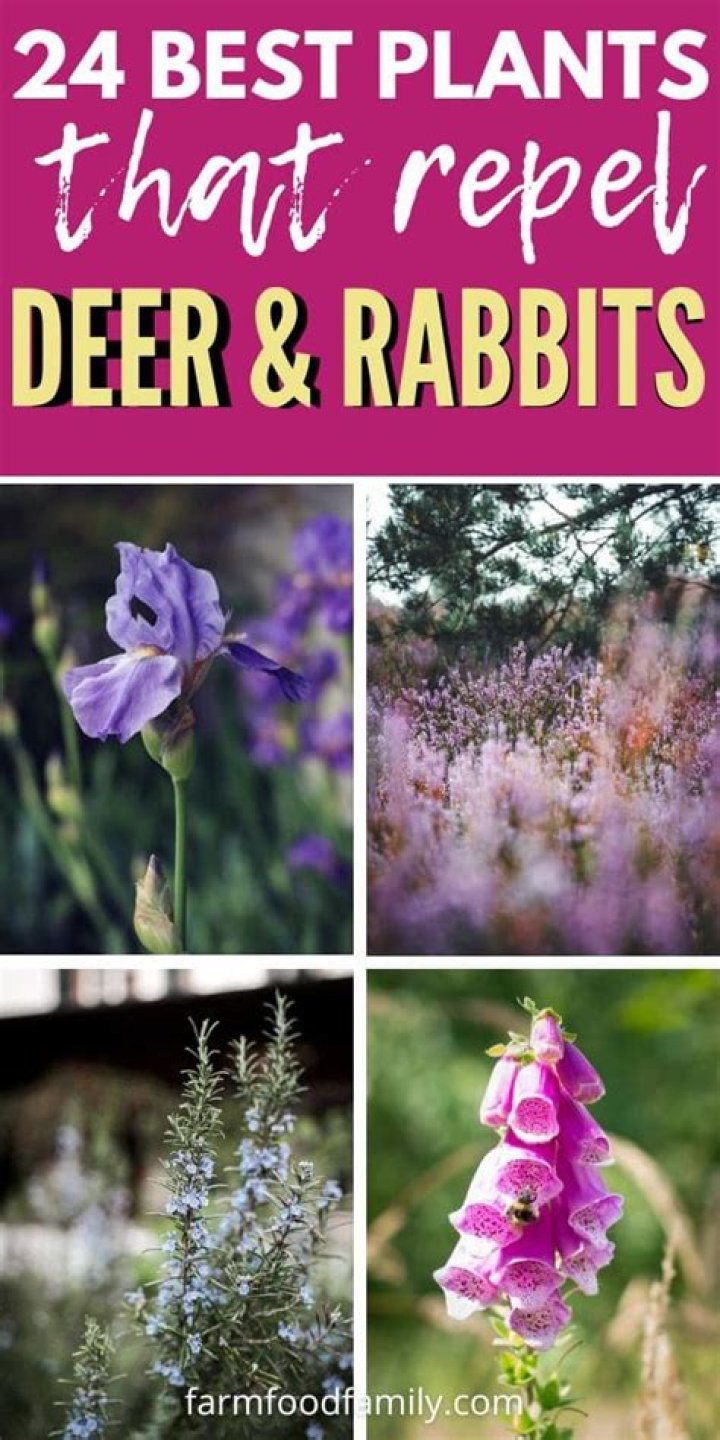 What plants will repel deer