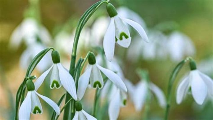 What pollinates a snowdrop