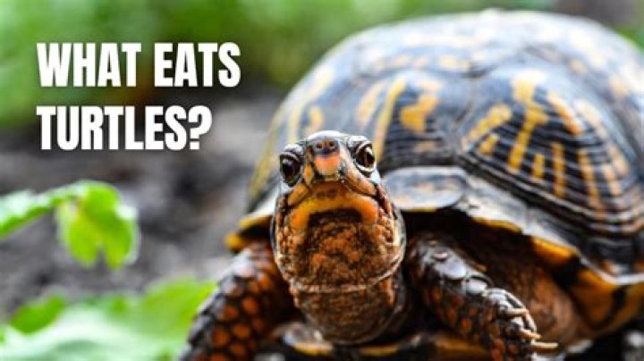 What predator eats a turtle