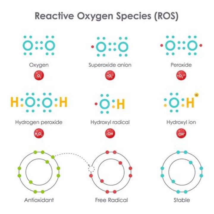 What produces reactive oxygen species