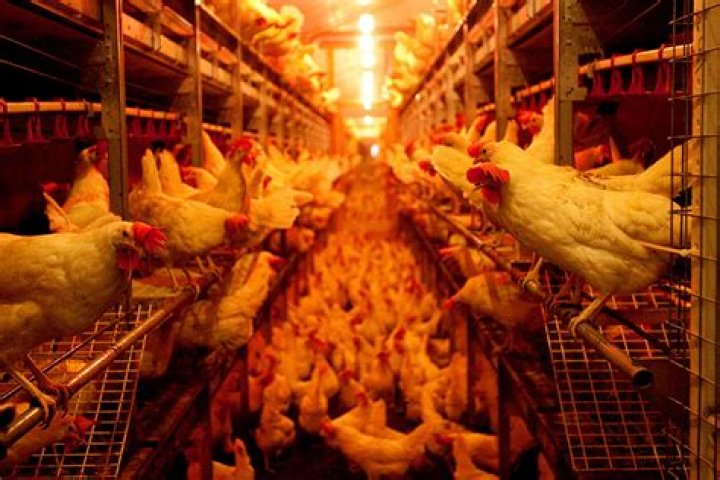 What qualifies as cage free