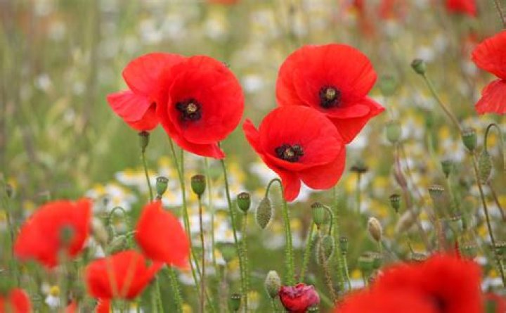 What shape are poppy petals