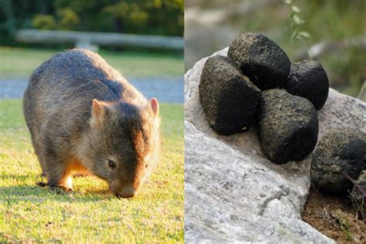 What shape are Wombat poops