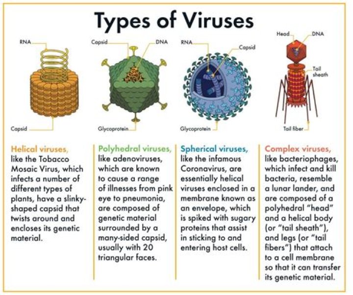 What shapes do viruses have