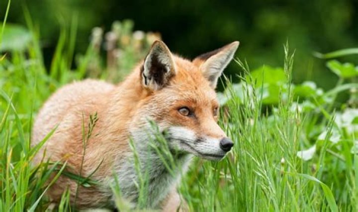 What smell keeps foxes away