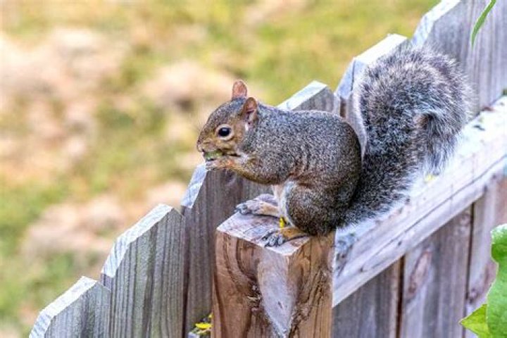 What smell will keep squirrels away