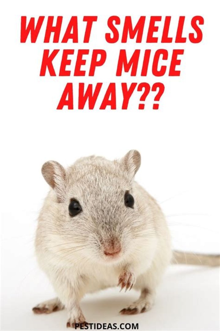 What smells keep mice away