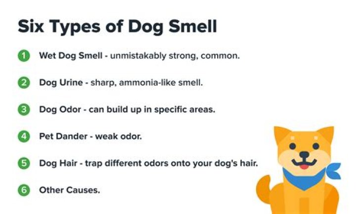 What smells make a dog pee