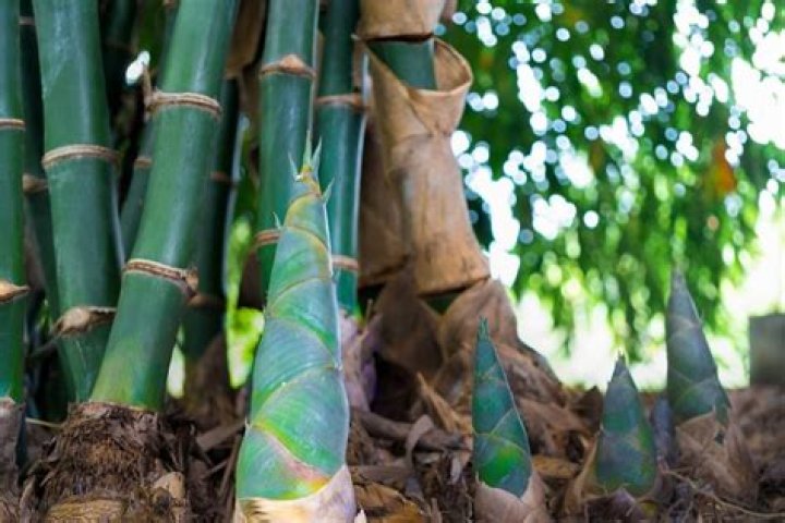 What soil is best for black bamboo
