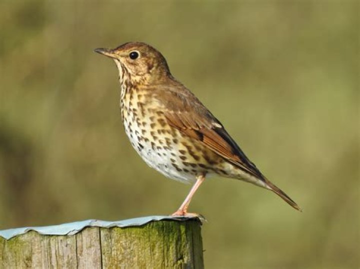 What sound does a thrush bird make