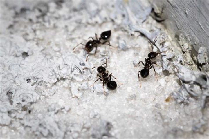 What spices keep ants away