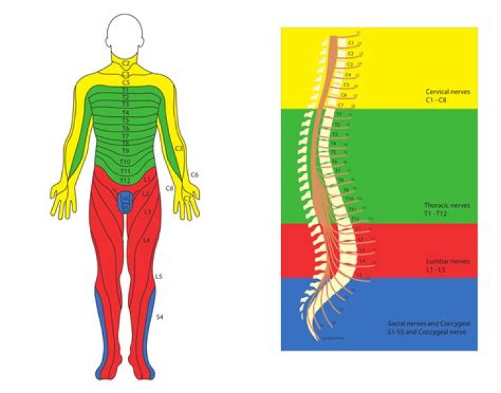 What spinal nerve controls the quadriceps