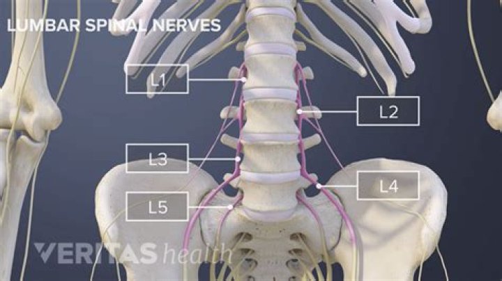 What spine level is pelvis
