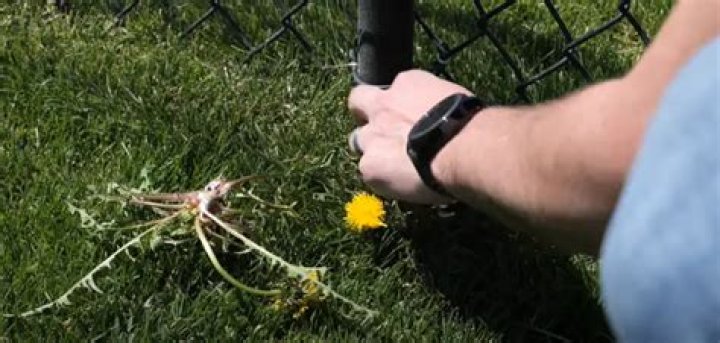 What spray kills dandelions