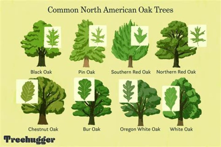 What states grow oak trees