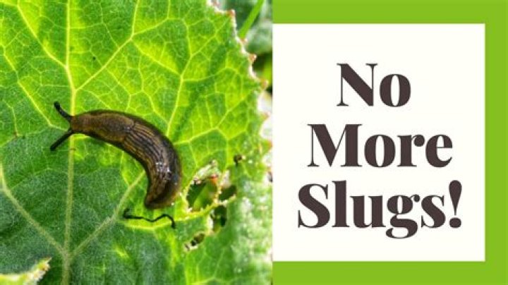 What surfaces do slugs hate