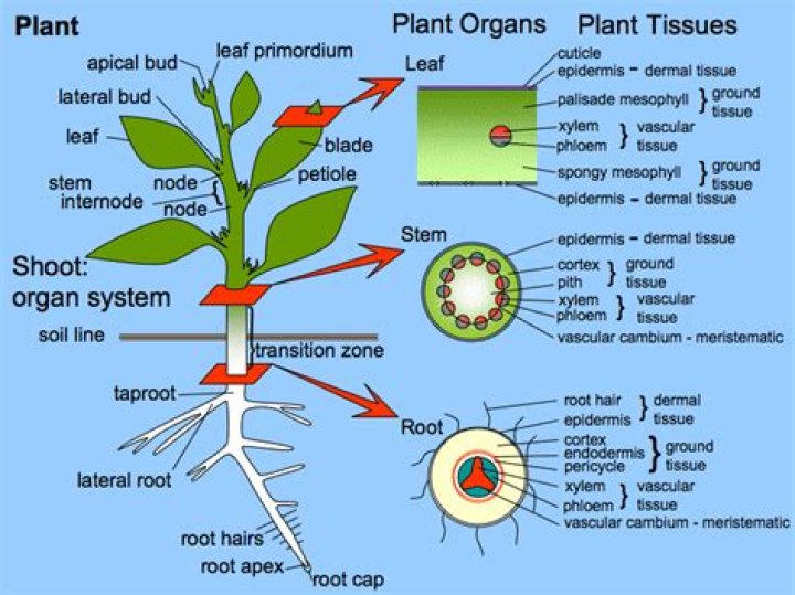 What systems do plants have