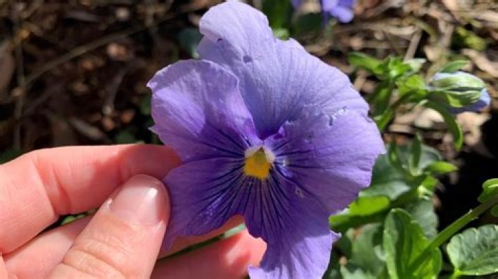 What temperature can pansies survive