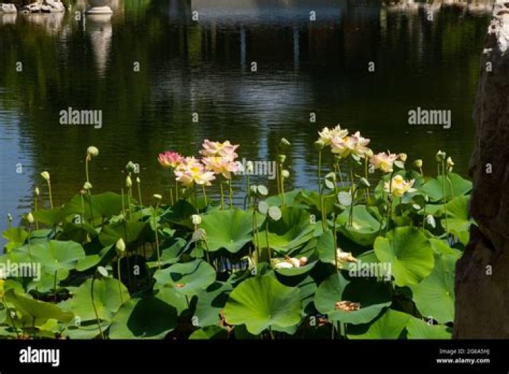 What time of day do water lilies bloom
