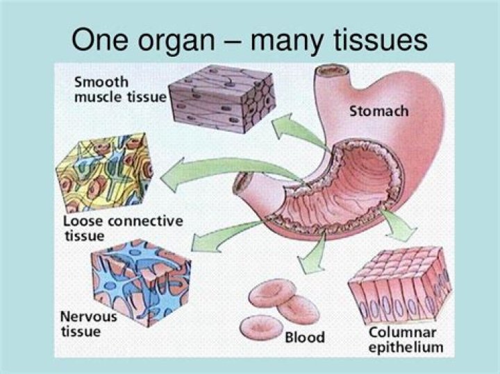 What tissues make up organs
