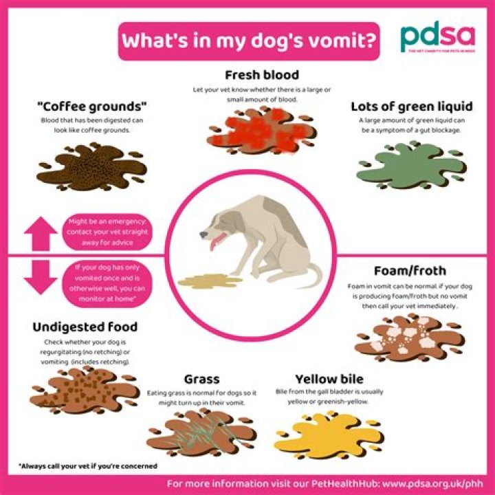 What to do if a dog vomits after eating