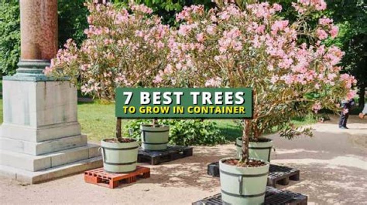 What tree can grow in a pot