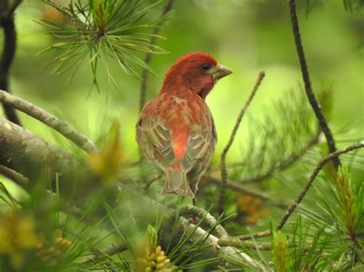 What trees attract finches