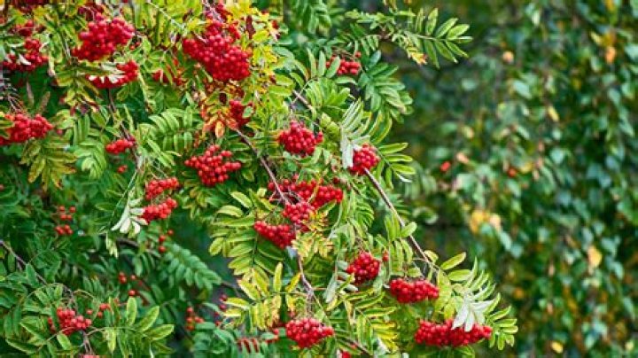What trees have red berries