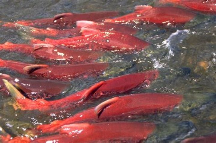 What triggers salmon to run