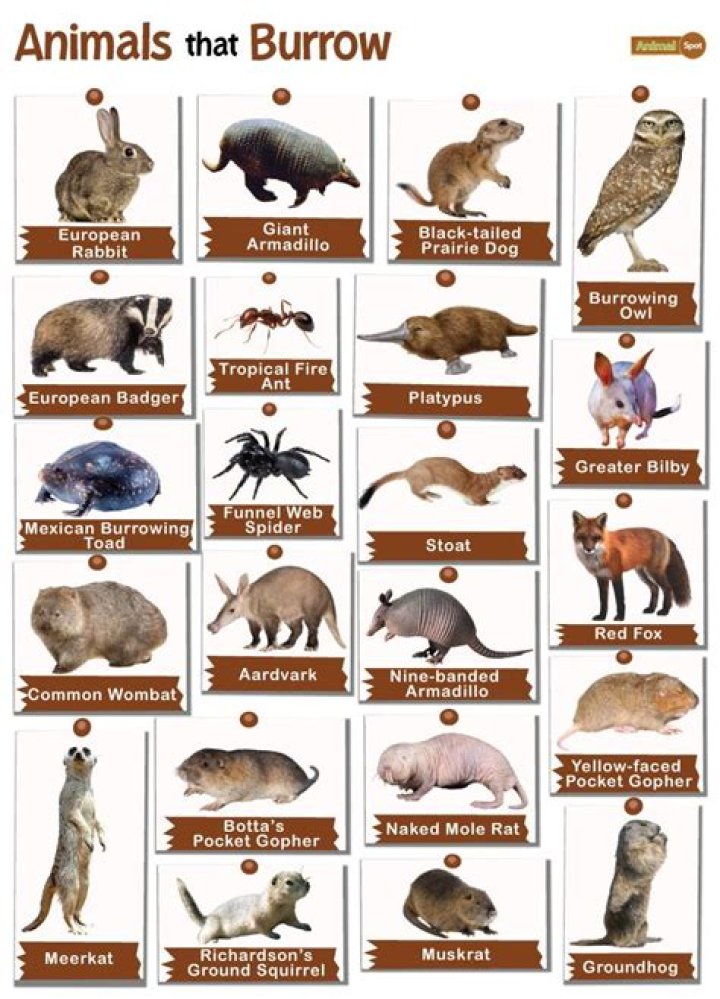 What type of animals burrow