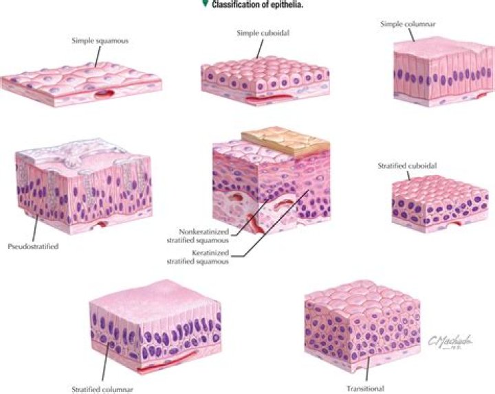 What type of epithelium is in the pancreas