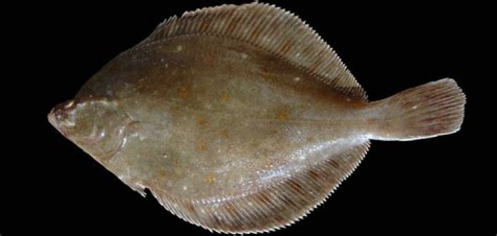 What type of fish is plaice